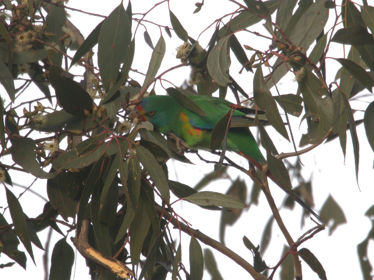 Swift Parrot - ML637493133