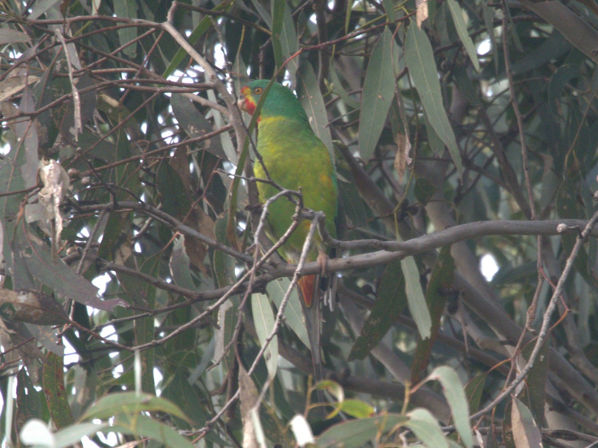 Swift Parrot - ML637493134