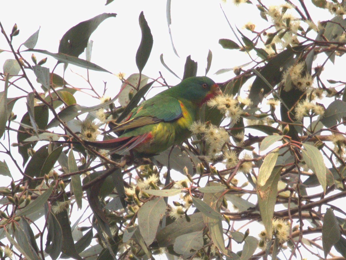 Swift Parrot - ML637493135