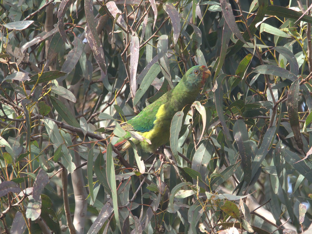 Swift Parrot - ML637493138
