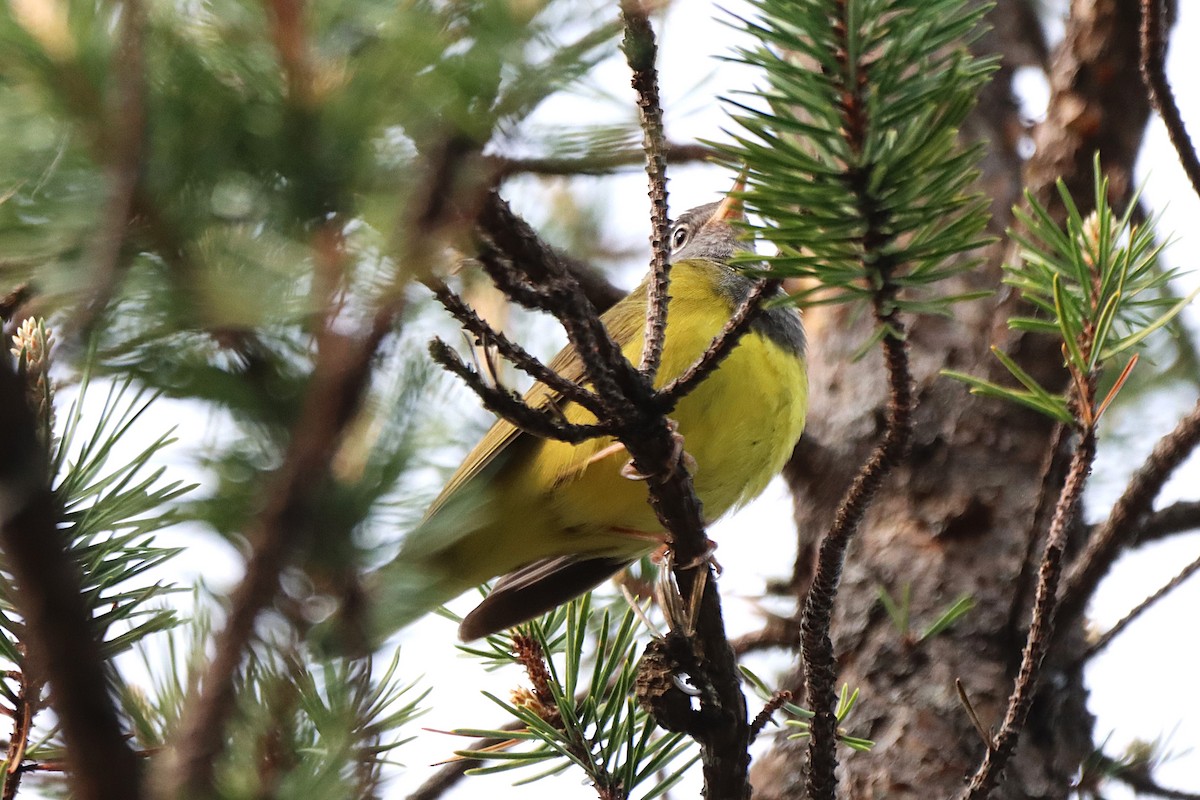 Connecticut Warbler - ML637493146