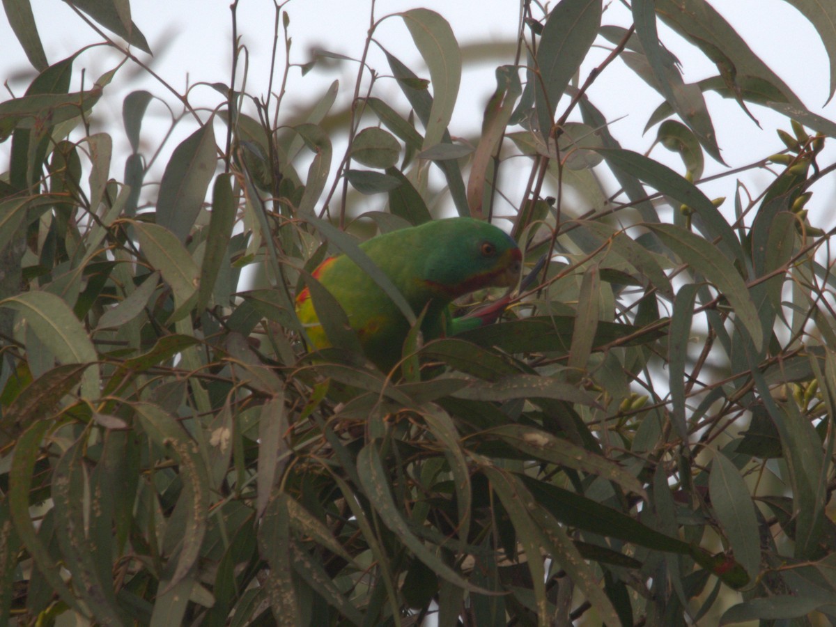 Swift Parrot - ML637493169