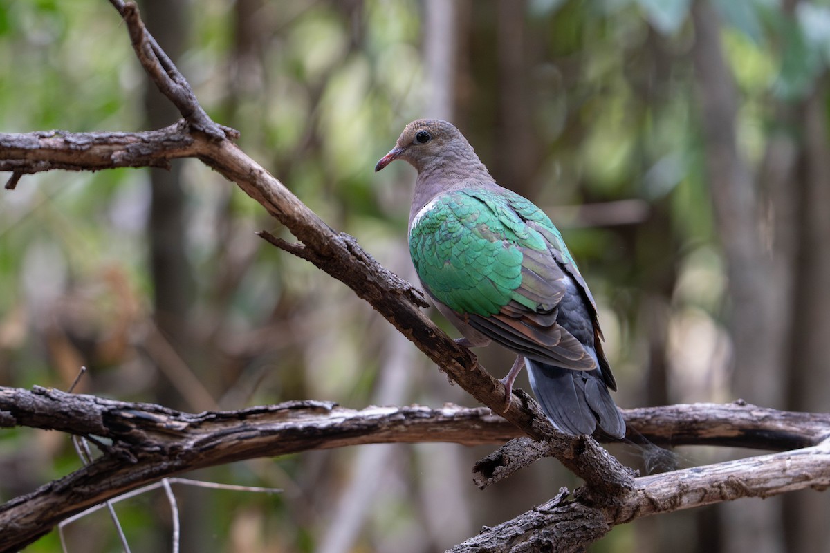 Pacific Emerald Dove - ML637493208