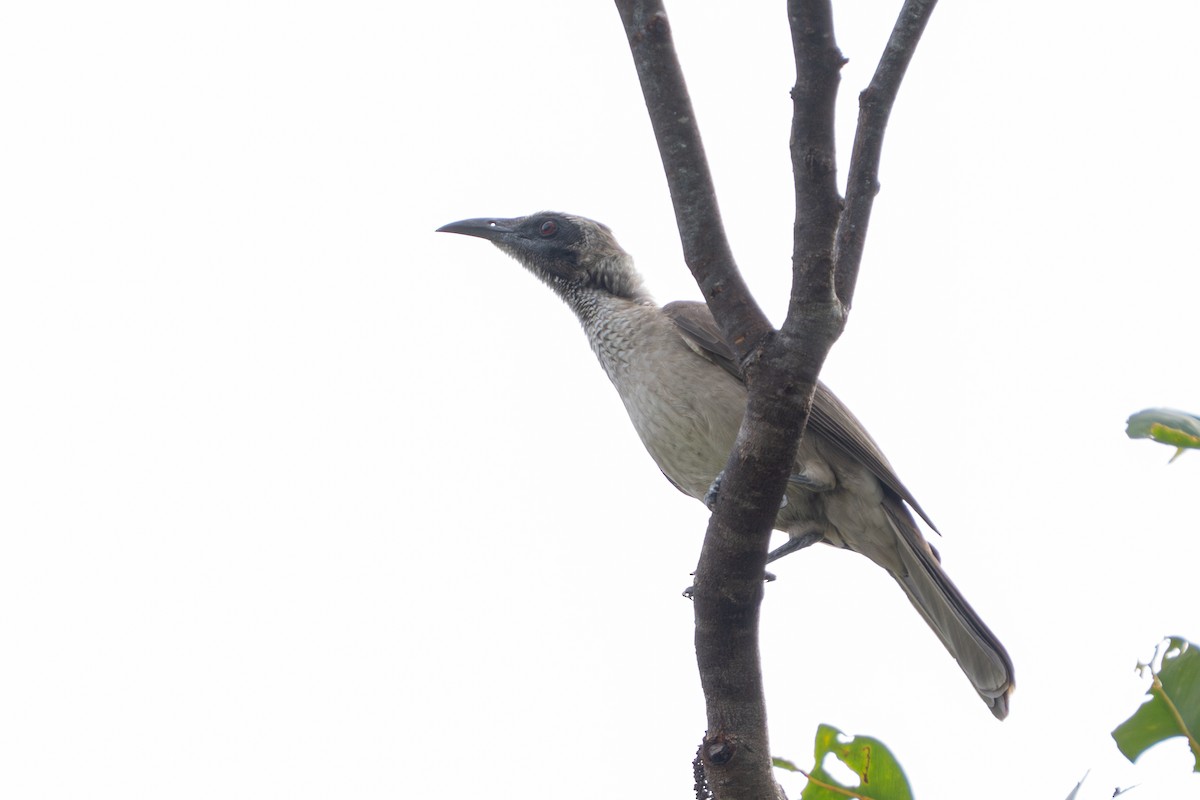 Helmeted Friarbird (Arnhem Land) - ML637493225
