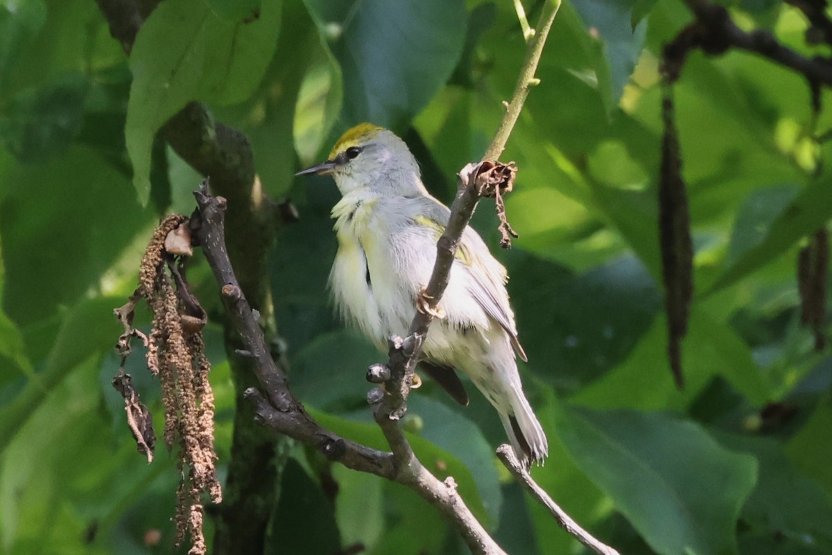 Brewster's Warbler (hybrid) - ML637493305