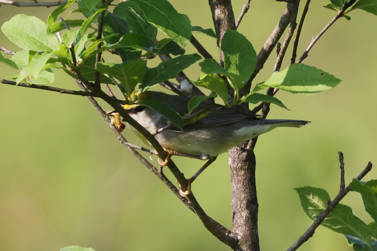 Brewster's Warbler (hybrid) - ML637493306
