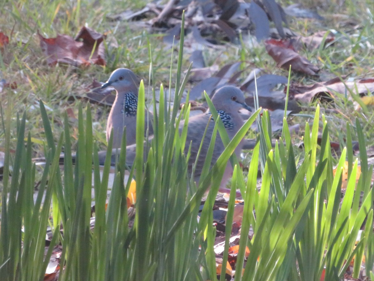 Spotted Dove - ML637493332