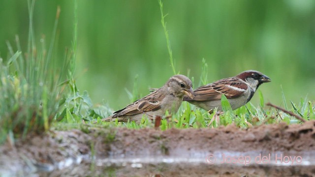 Moineau domestique - ML637493377