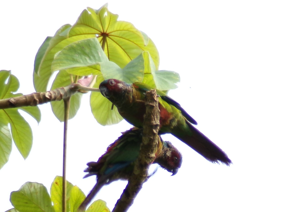 Painted Parakeet - ML637493379