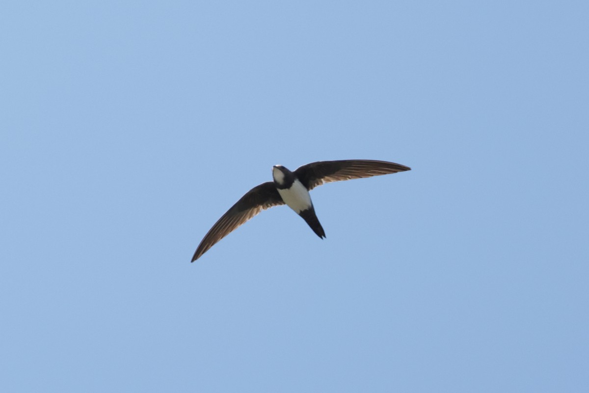 Alpine Swift - ML637493383