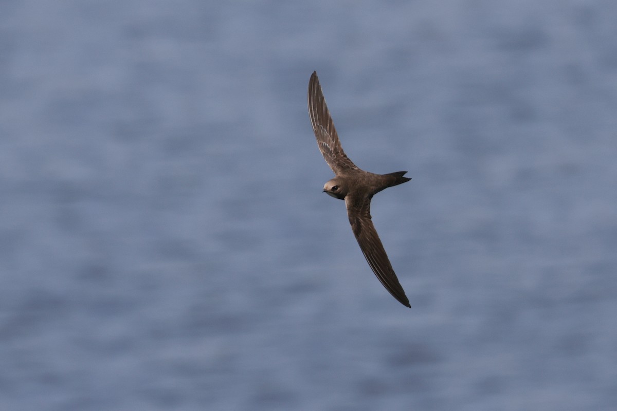 Alpine Swift - ML637493386