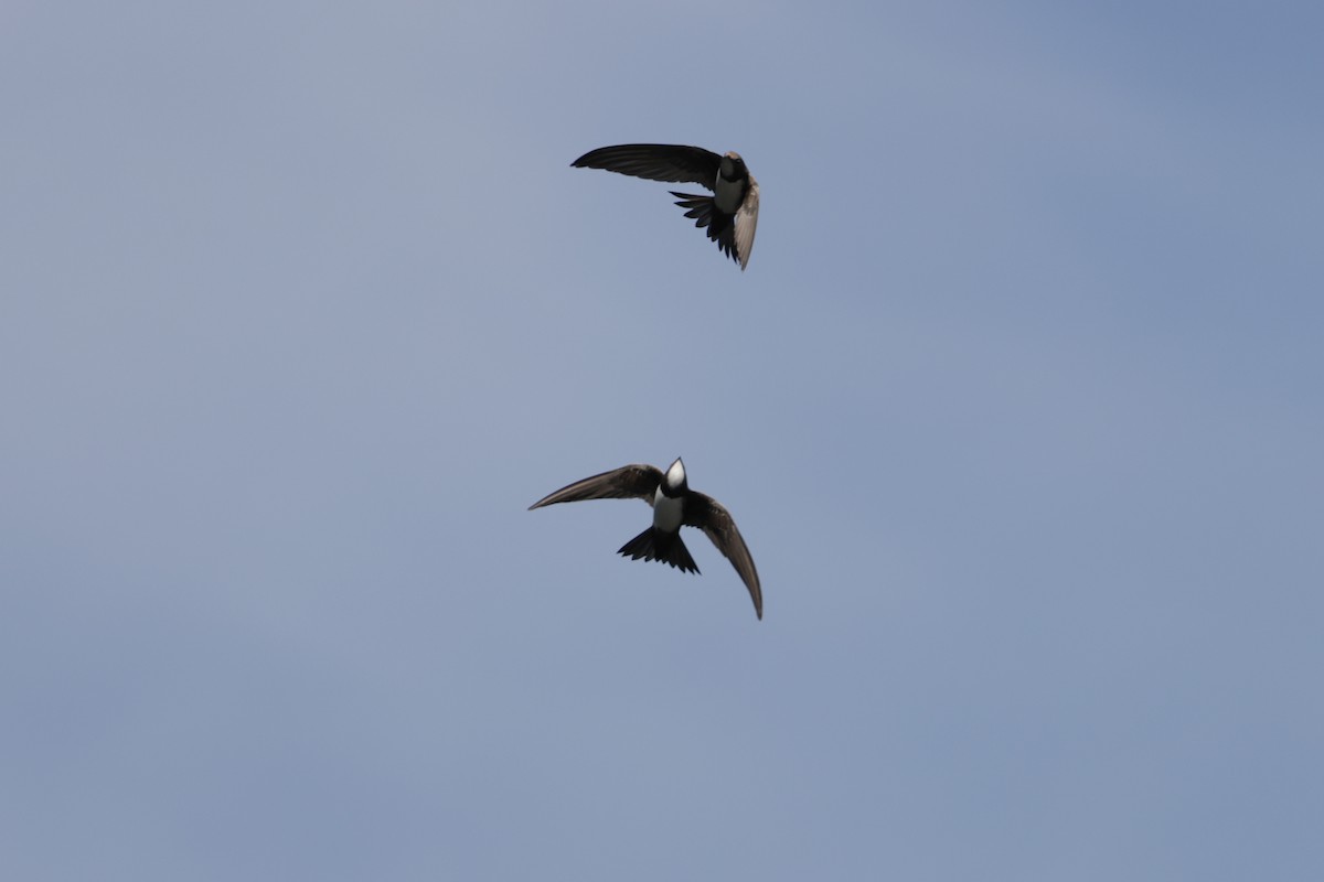 Alpine Swift - ML637493388