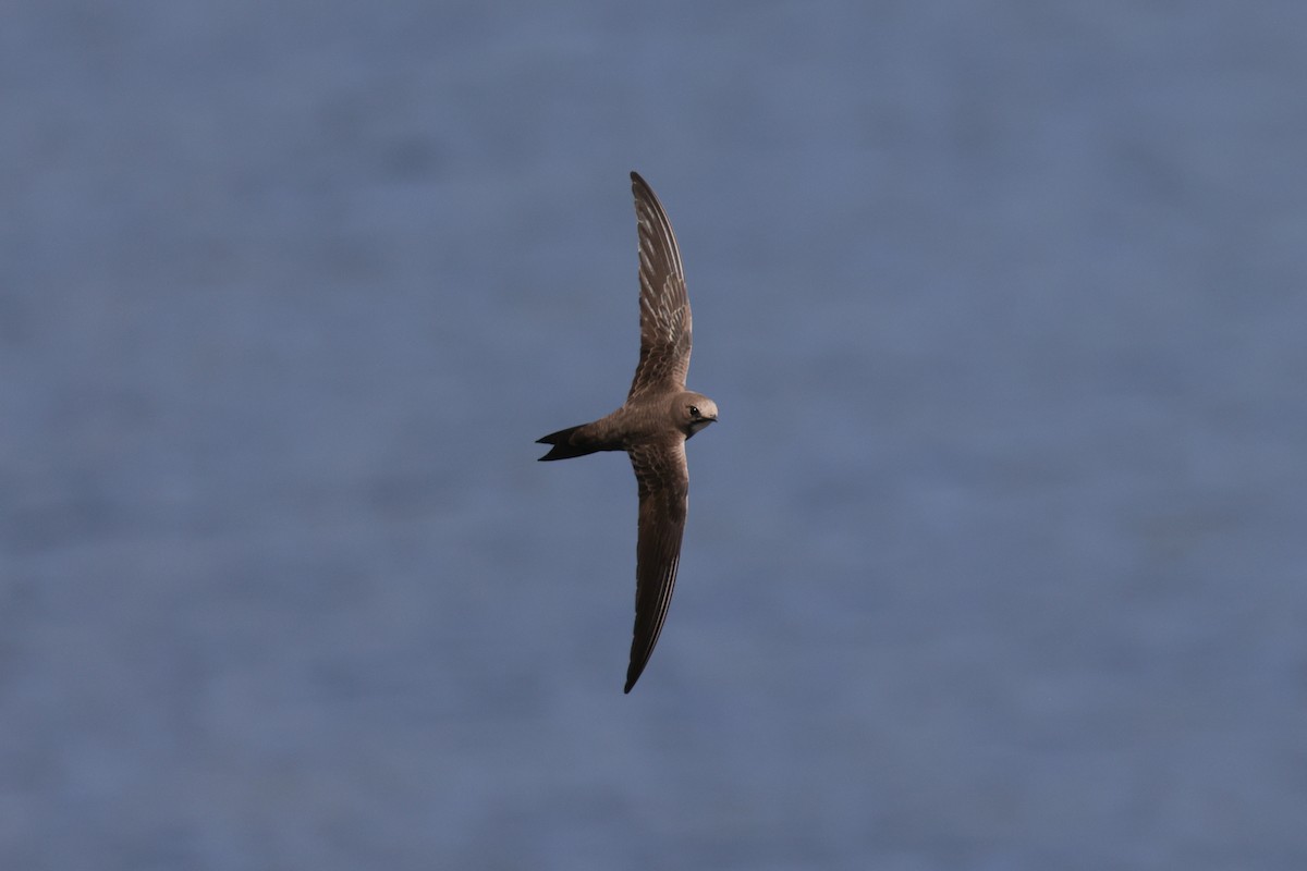 Alpine Swift - ML637493389