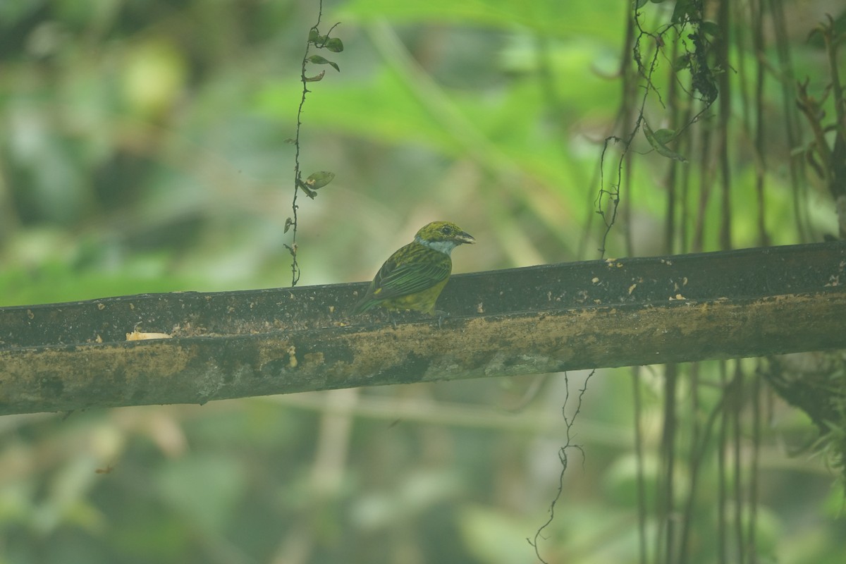 Silver-throated Tanager - ML637493393