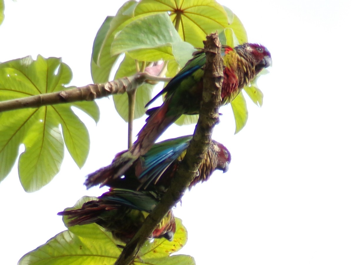 Painted Parakeet - ML637493397