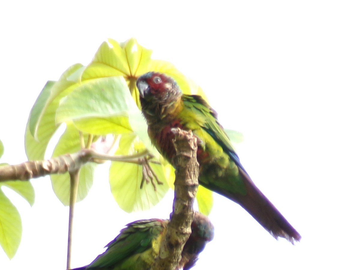 Painted Parakeet - ML637493406
