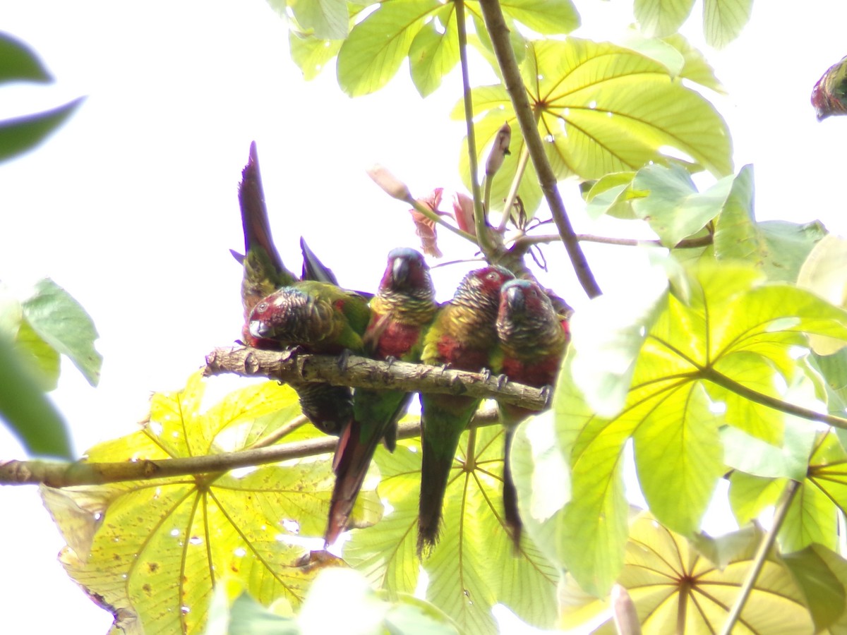 Painted Parakeet - ML637493434