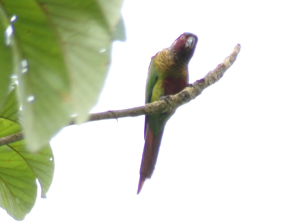 Painted Parakeet - ML637493442