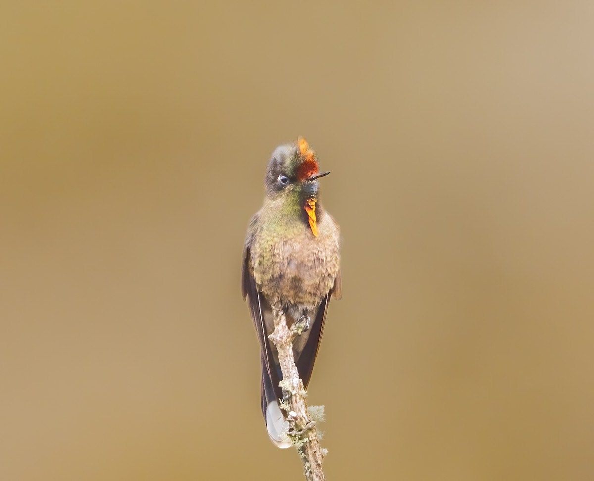 Rainbow-bearded Thornbill - ML637493455