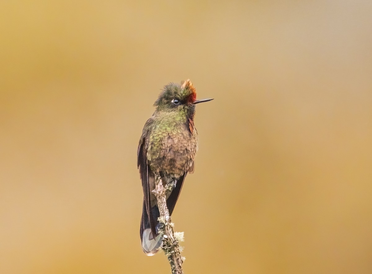 Rainbow-bearded Thornbill - ML637493456