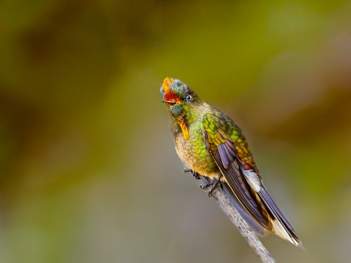 Rainbow-bearded Thornbill - ML637493457