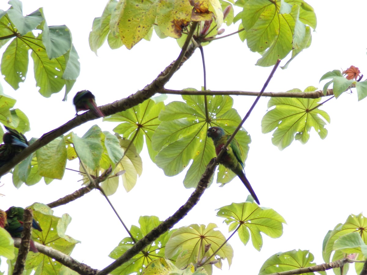 Painted Parakeet - ML637493459