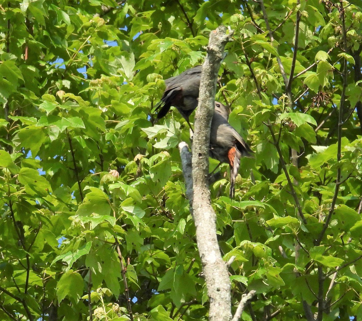 Gray Catbird - ML637493473