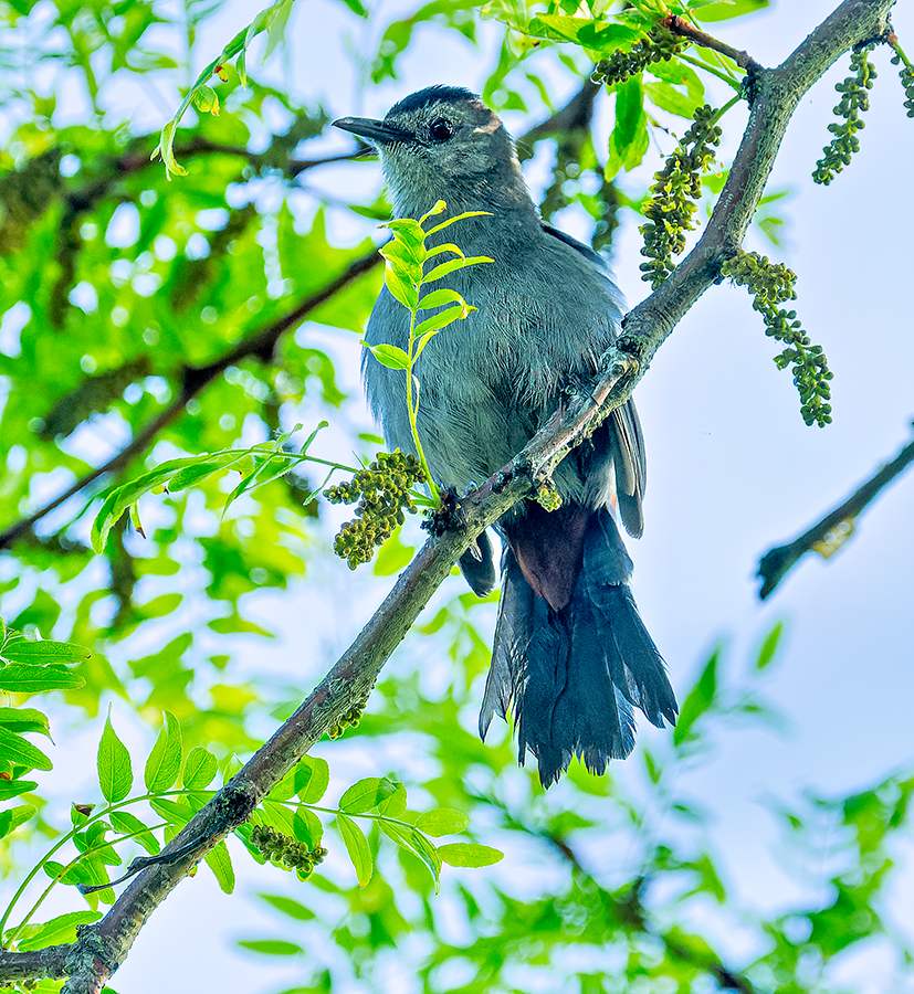 Gray Catbird - ML637493474