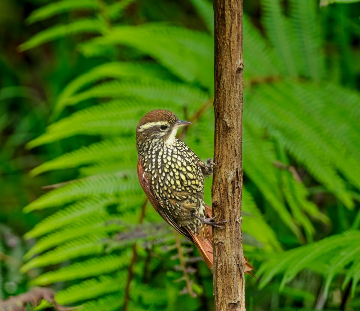 Pearled Treerunner - ML637493487