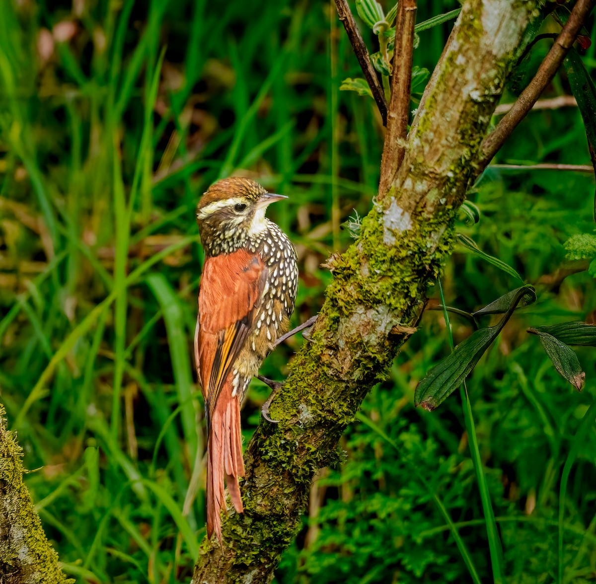 Pearled Treerunner - ML637493488