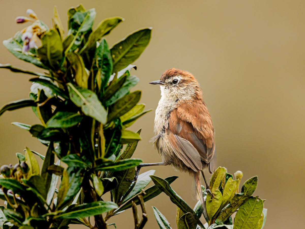 White-chinned Thistletail - ML637493495