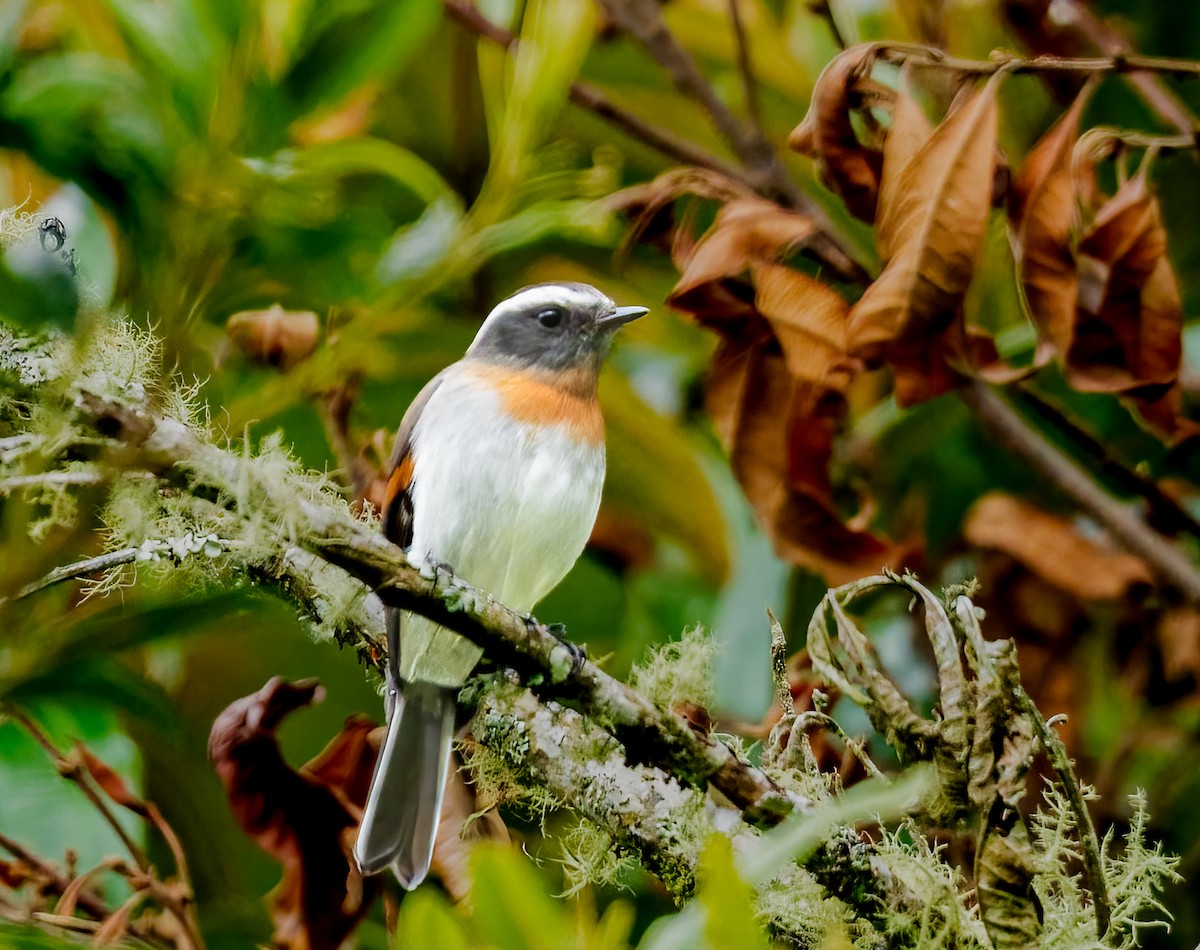 Rufous-breasted Chat-Tyrant - ML637493502