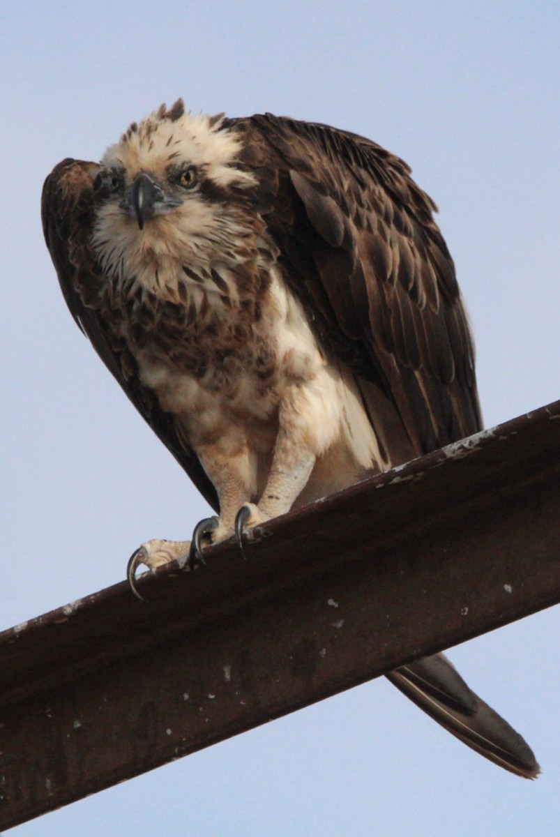 Osprey - ML637493535