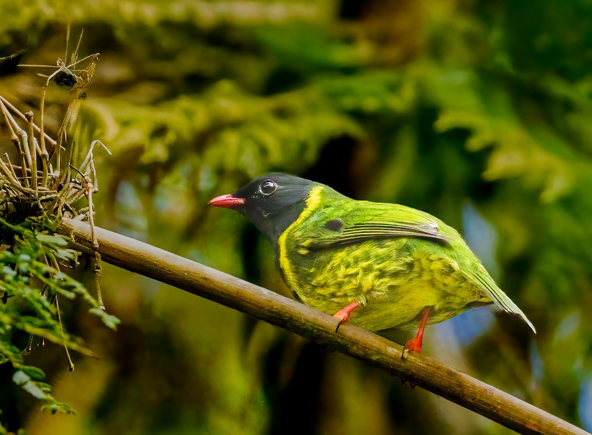 Green-and-black Fruiteater - ML637493544
