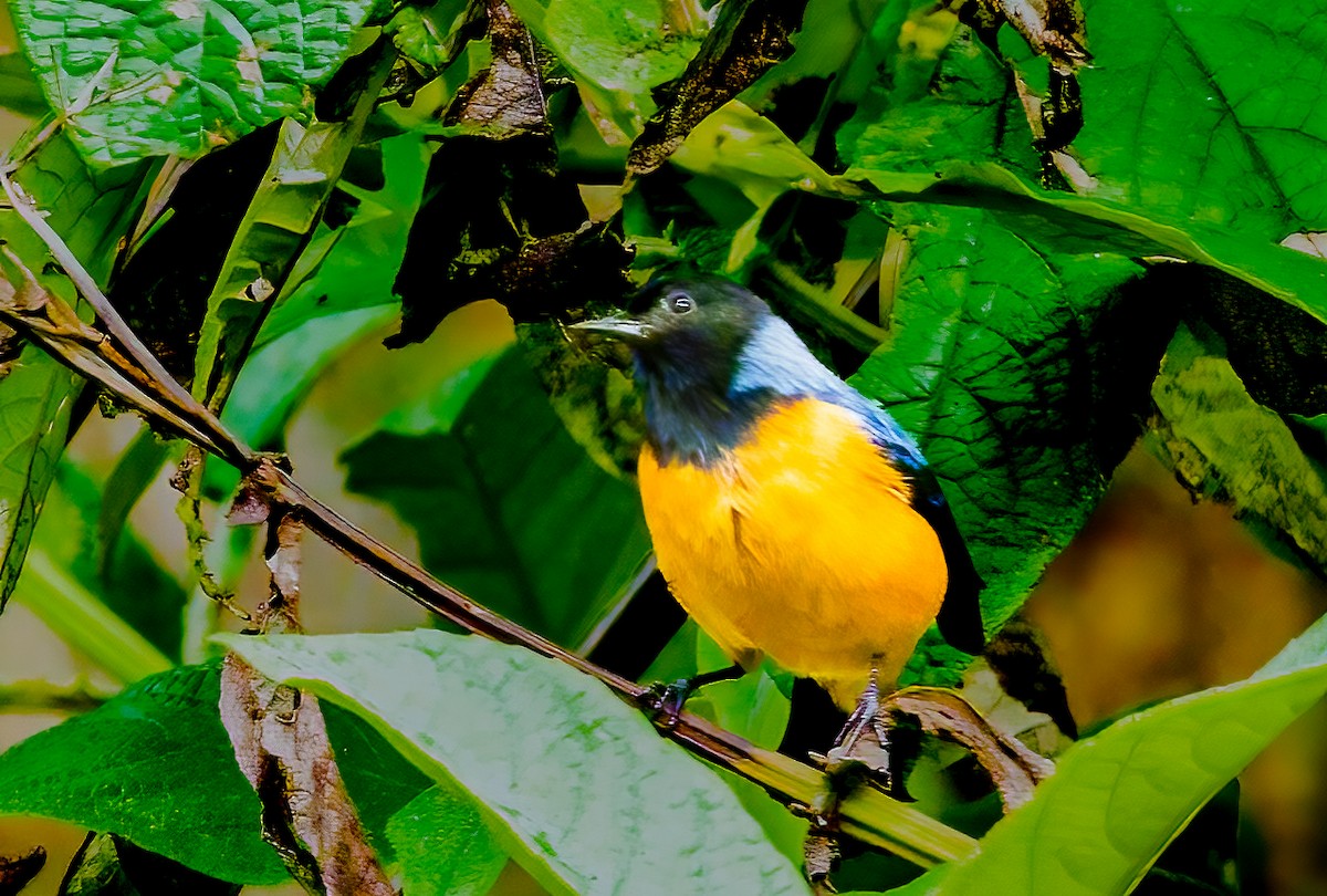 Blue-backed Conebill - ML637493552