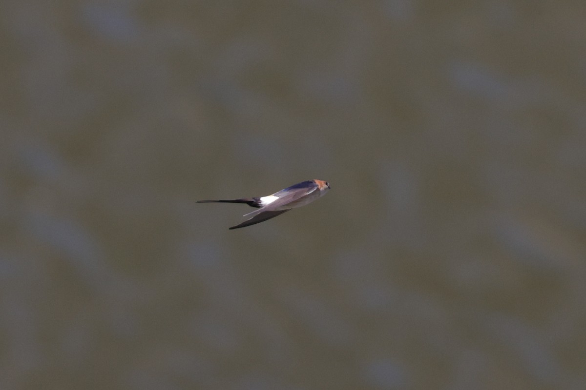 European Red-rumped Swallow - ML637493583