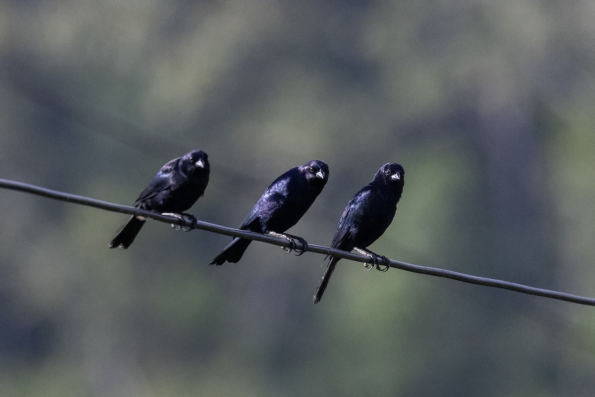 Shiny Cowbird - ML637493589
