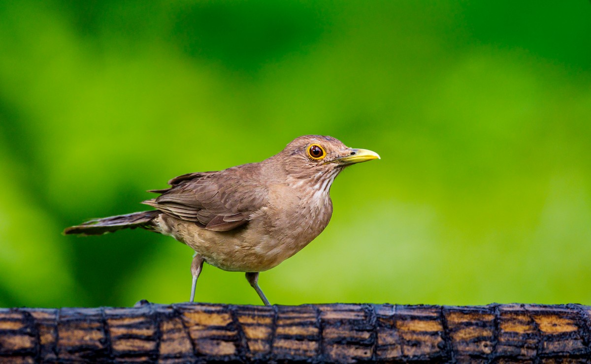 Ecuadorian Thrush - ML637493616