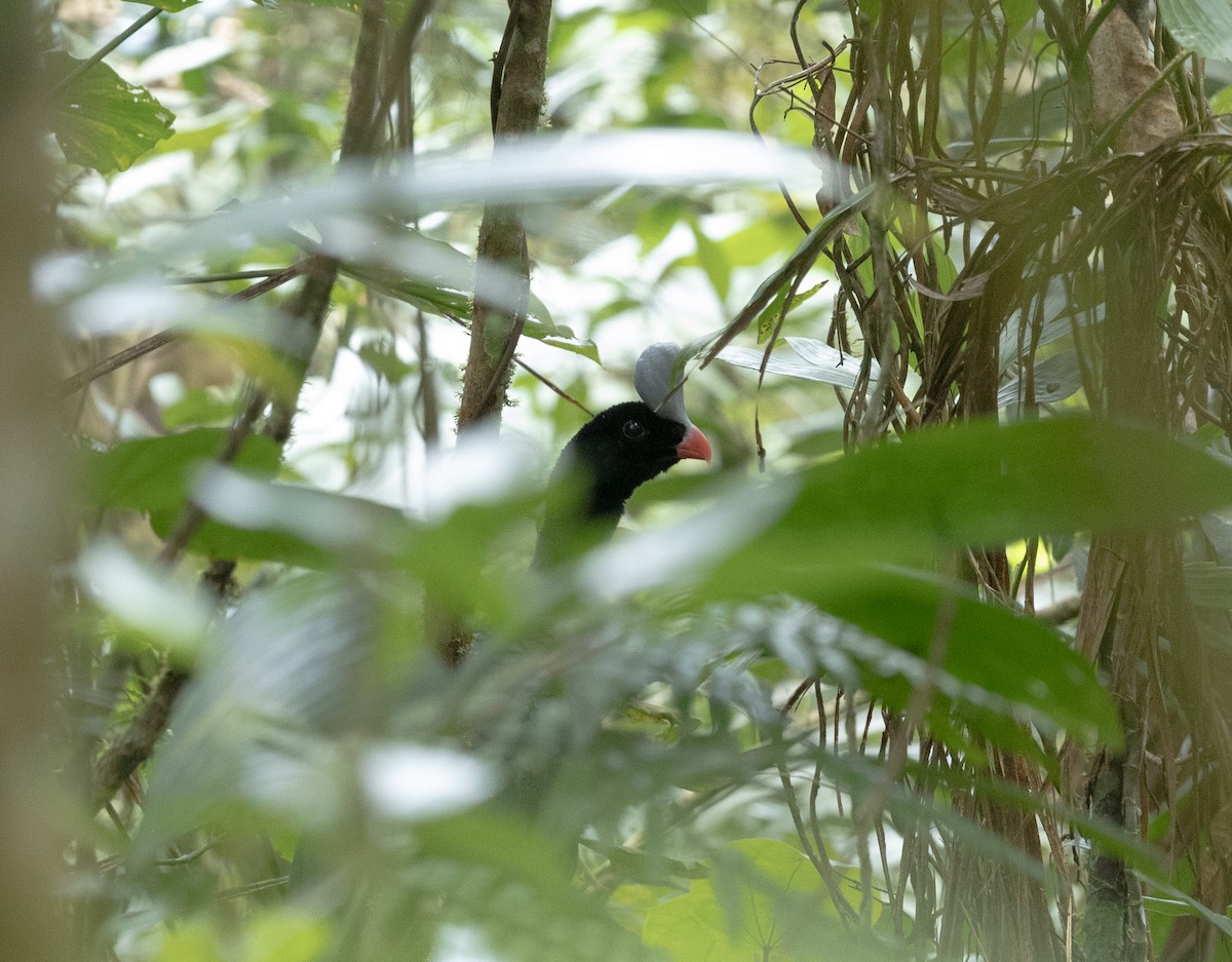Helmeted Curassow - ML637493648