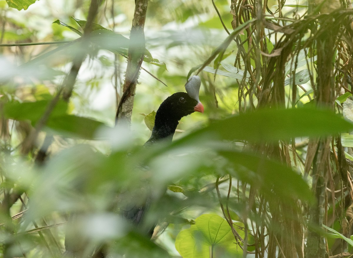Helmeted Curassow - ML637493649