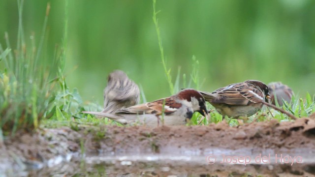 Moineau domestique - ML637493688