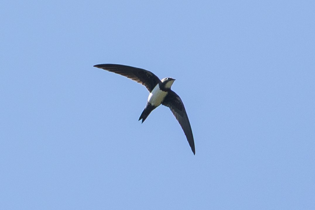 Alpine Swift - ML637493708