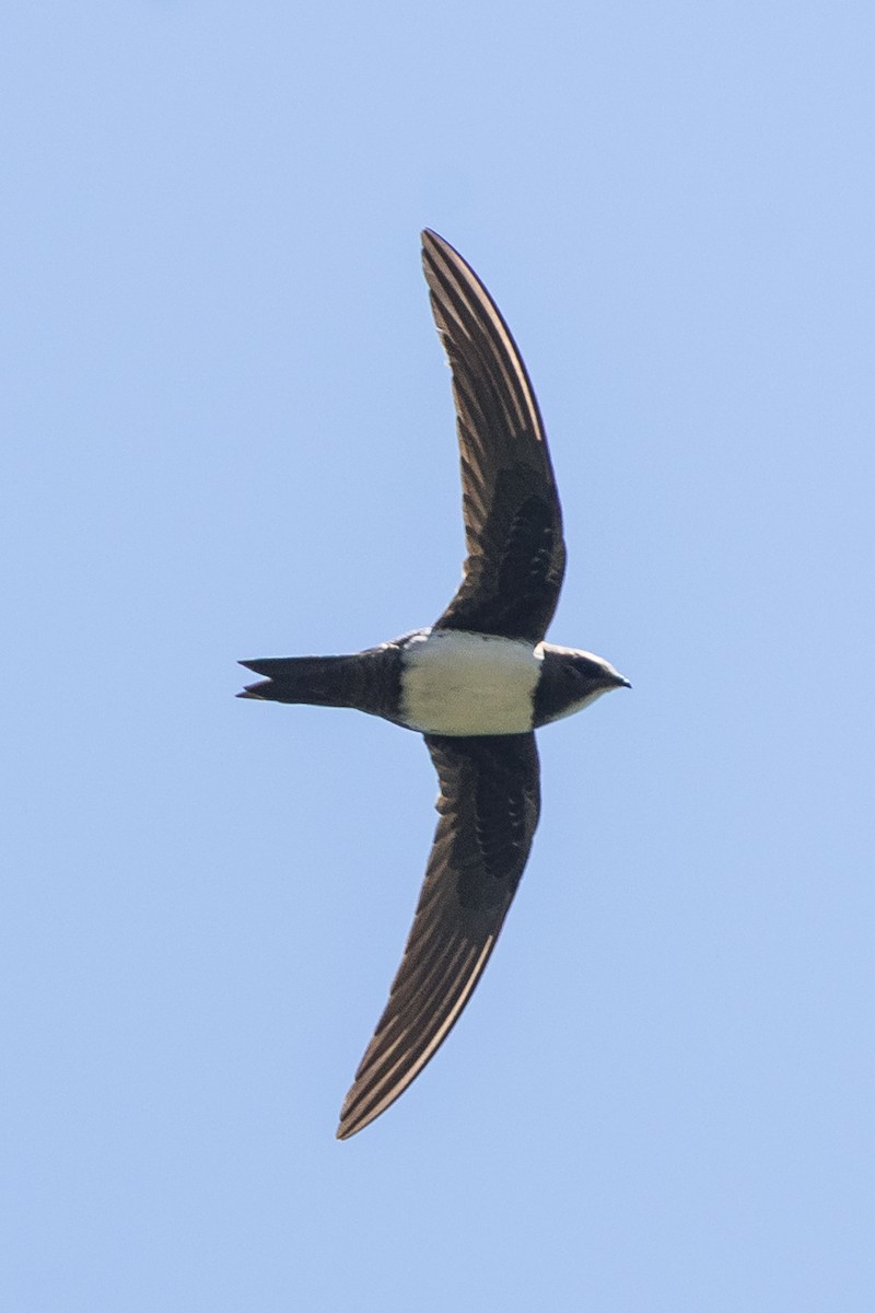 Alpine Swift - ML637493709