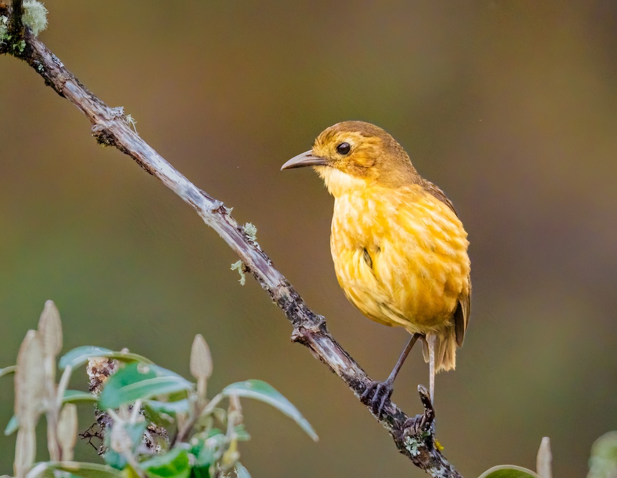 Tawny Antpitta - ML637493719
