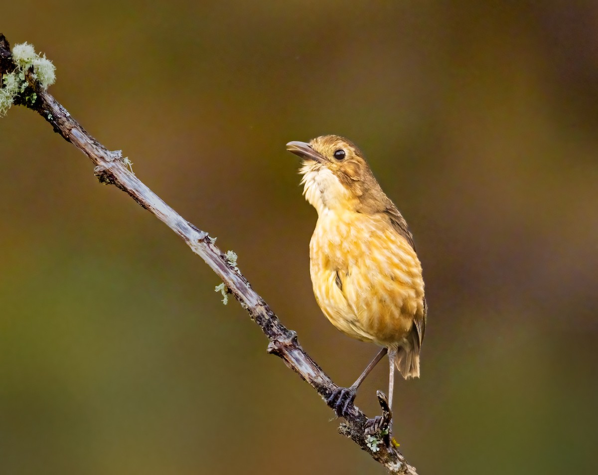 Tawny Antpitta - ML637493720