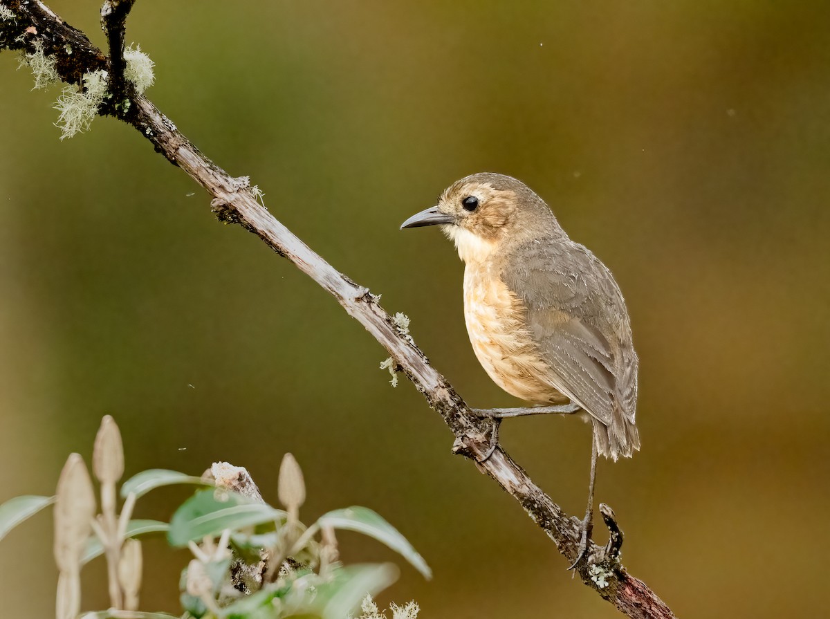 Tawny Antpitta - ML637493721
