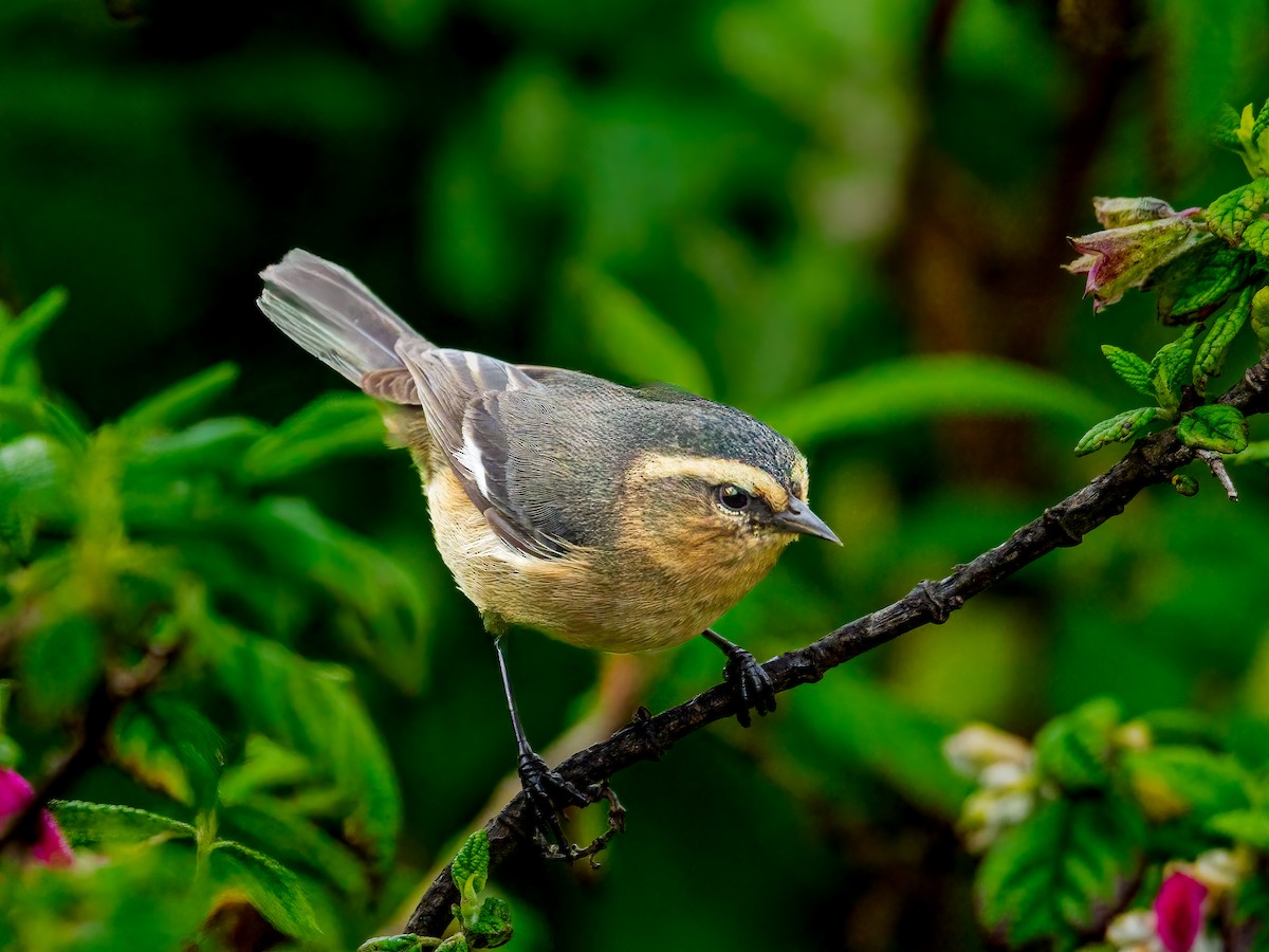 Cinereous Conebill - ML637493739