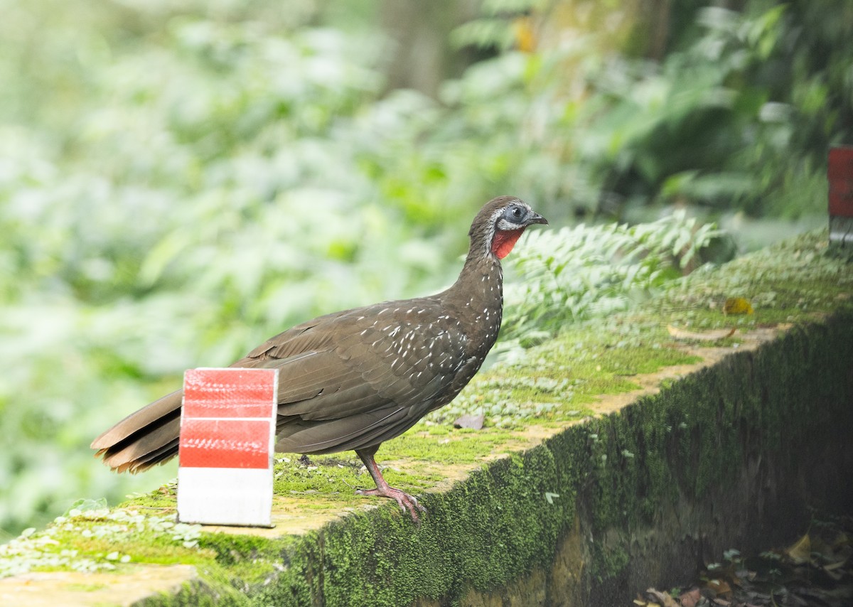 Band-tailed Guan - ML637493800