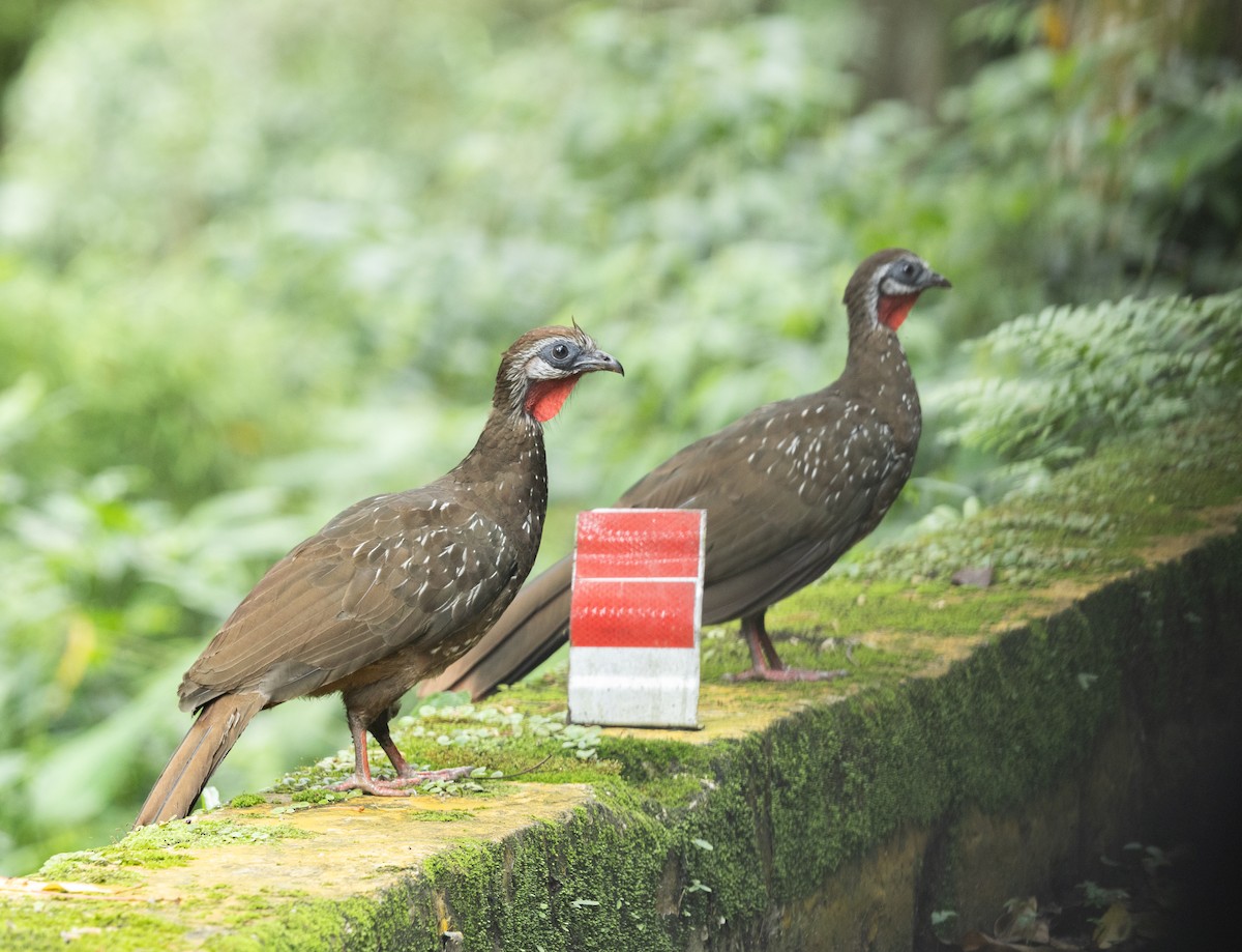 Band-tailed Guan - ML637493801