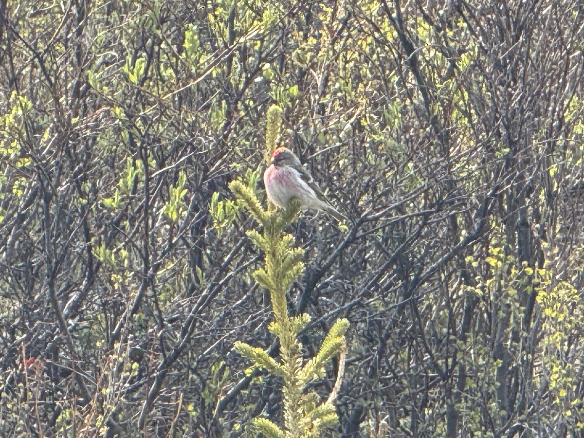 Redpoll (Common) - ML637493805